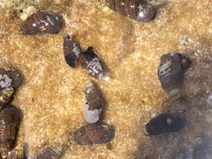 Cerithium lutosum