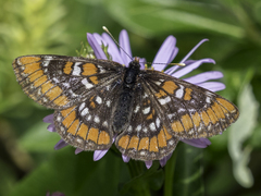 Euphydryas gillettii