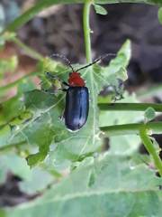 Cacoscelis nigripennis