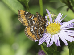 Euphydryas gillettii