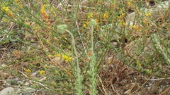 Eriogonum fasciculatum