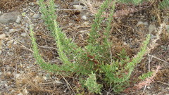 Eriogonum fasciculatum