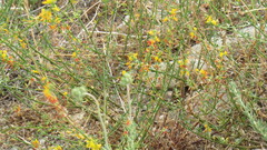 Eriogonum fasciculatum