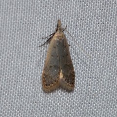 Dichomeris punctidiscellus