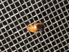 Prionocyphon discoideus