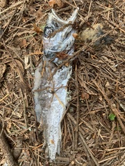 Merluccius productus