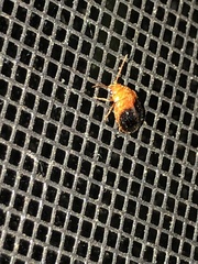 Prionocyphon discoideus