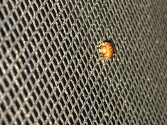 Prionocyphon discoideus