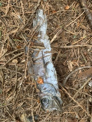 Merluccius productus