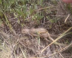 Sceloporus samcolemani