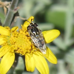 Copestylum marginatum