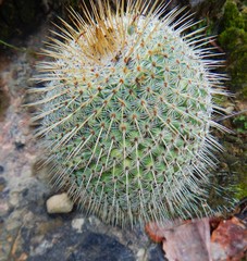 Mammillaria dixanthocentron