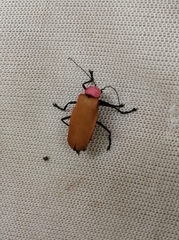 Chauliognathus faustus