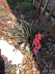 Hesperaloe