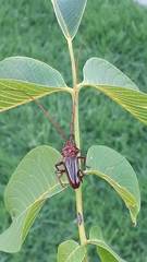 Chydarteres striatus