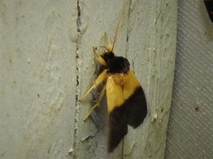 Exyra semicrocea