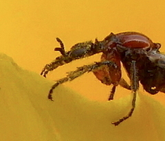 Dilophus occipitalis