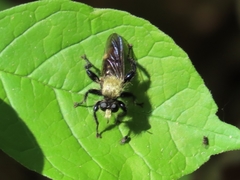 Laphria divisor
