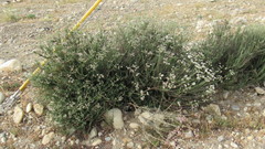 Eriogonum fasciculatum