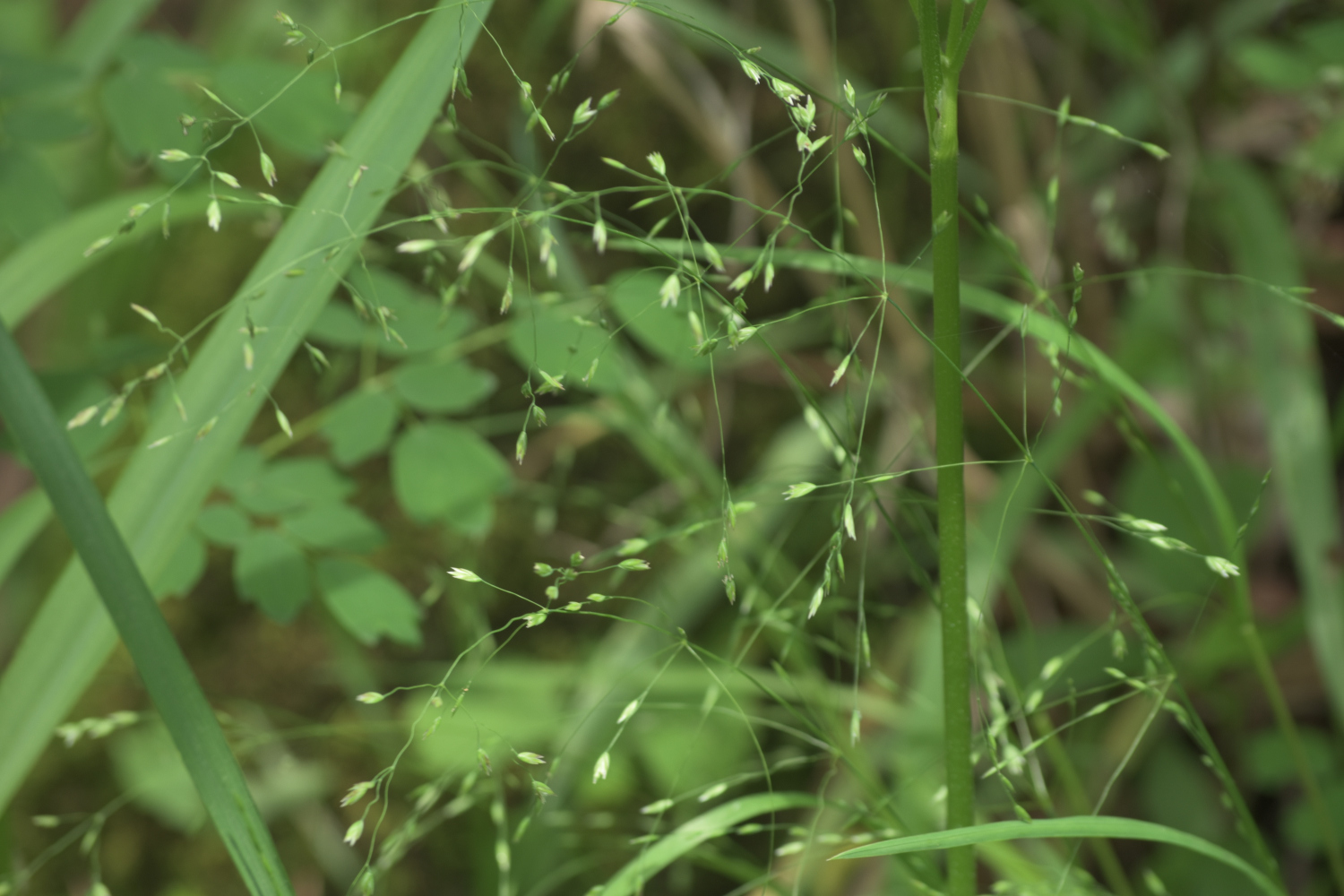 Poa alsodes