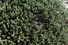 Celmisia ramulosa tuberculata