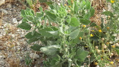 Heterotheca grandiflora