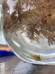 Stephanolepis hispida