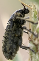 Rhinocyllus