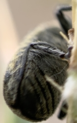 Rhinocyllus