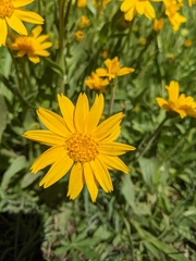 Arnica fulgens