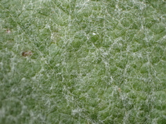 Brachyglottis haastii