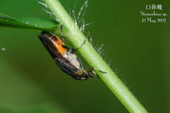 Idiella