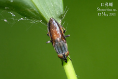 Idiella