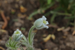 Pulsatilla violacea