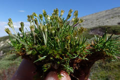 Colobanthus apetalus