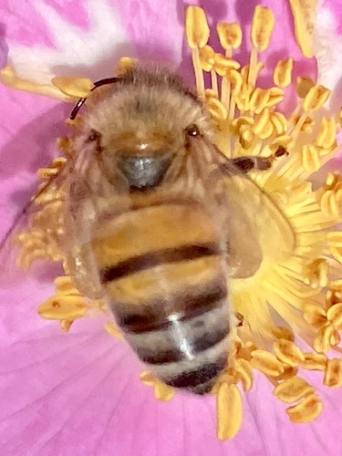 iNaturalist observation photo of Western Honey Bee