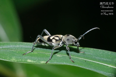 Chlorophorus macaumensis