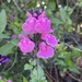 Salvia × jamensis - Photo (c) kdunnett,  זכויות יוצרים חלקיות (CC BY-NC)