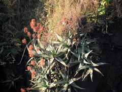 Aloe chabaudii