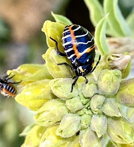 iNaturalist observation photo of Harlequin Bug