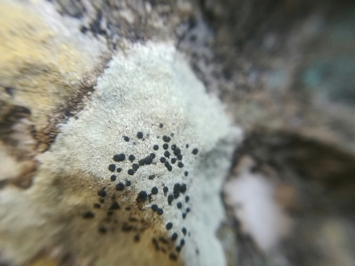 Buellia trachyspora image