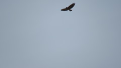 Buteo jamaicensis