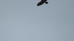 Buteo jamaicensis