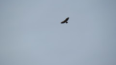 Buteo jamaicensis