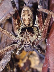 Heteropoda tetrica