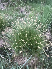 Carex prairea