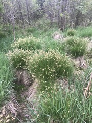 Carex prairea