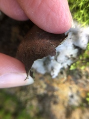 Dermatocarpon miniatum