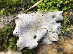 Dermatocarpon miniatum