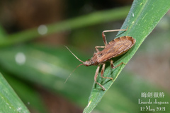 Lisarda rhypara